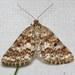 Powder Moth - Photo (c) Nick Block, some rights reserved (CC BY), uploaded by Nick Block