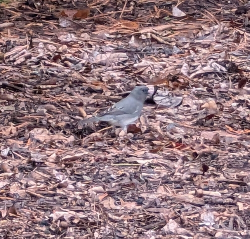 Dark-eyed Junco photographed in Michigan