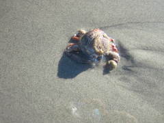 Persephona aquilonaris