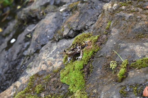 Counou Robber Frog, Eleutherodactylus counouspeus