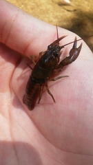 Cambarus girardianus