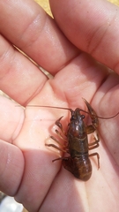 Cambarus girardianus