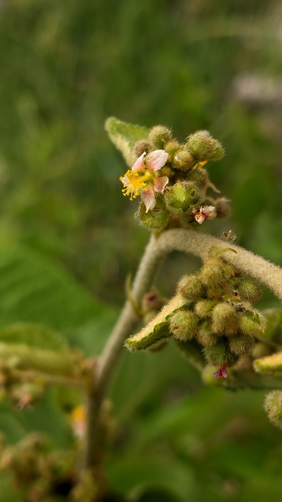 Imagem de Malva-branca