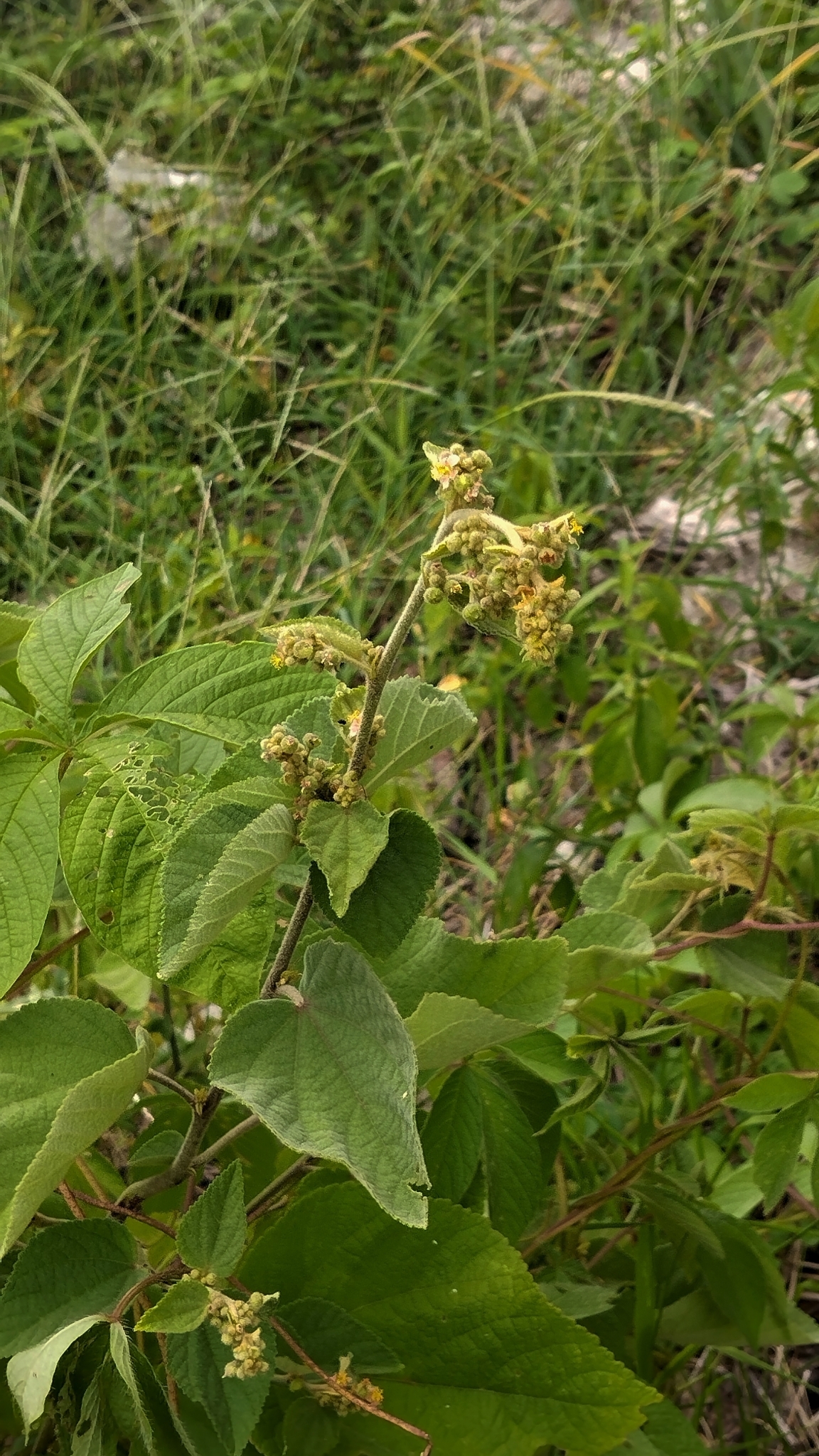 Imagem de Malva-branca