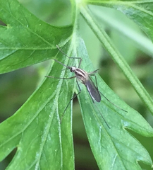 Aedes trivittatus