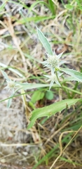Eryngium aristulatum
