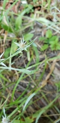 Eryngium aristulatum