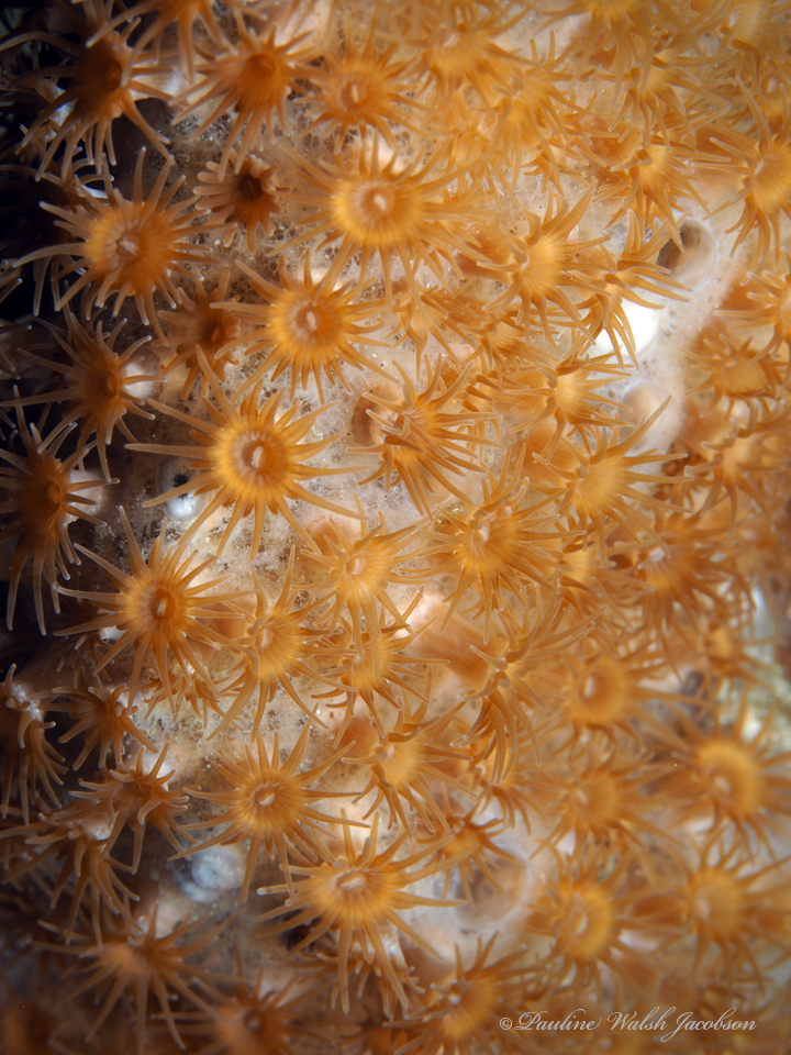 Sponge Zoanthid