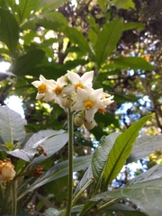 Solanum oblongifolium