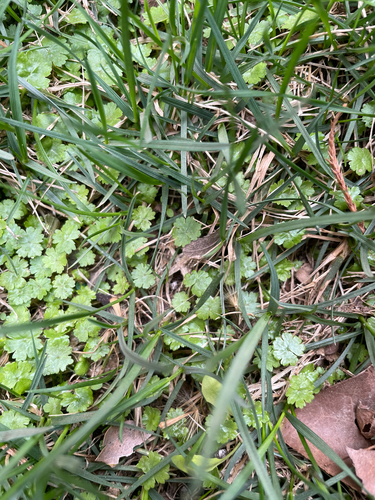 Hydrocotyle batrachium iNat (3)