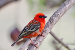 Red Fody photo 1