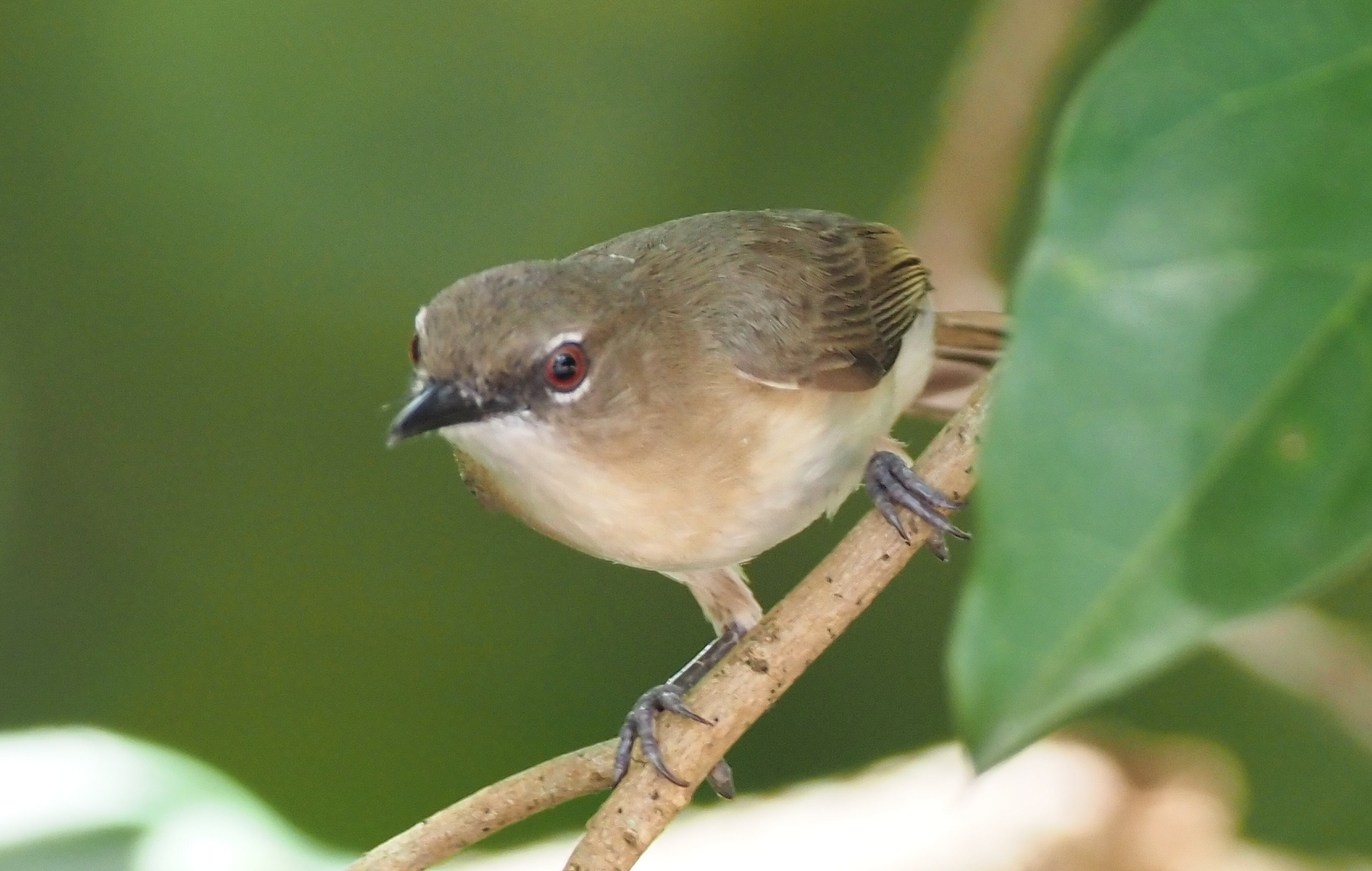 Large-billed Gerygone (Gerygone magnirostris), photo 2