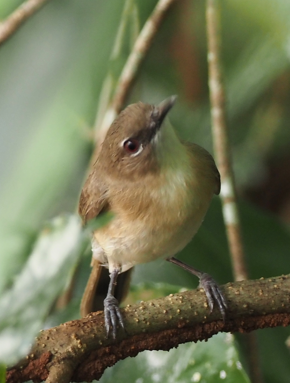 Large-billed Gerygone (Gerygone magnirostris), photo 3