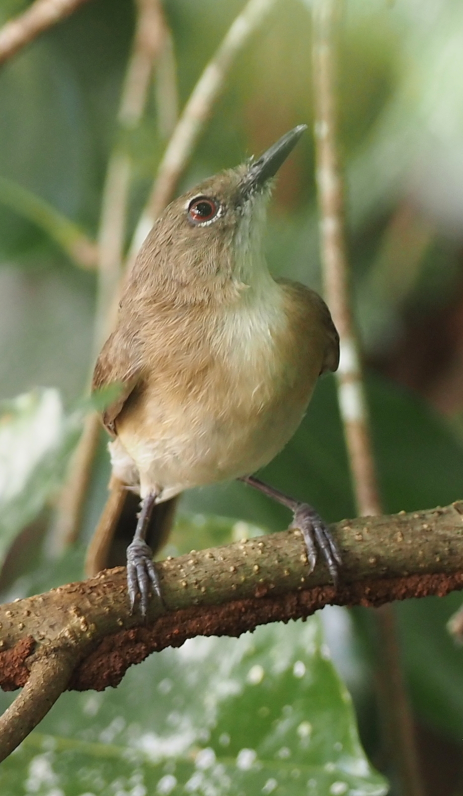Large-billed Gerygone (Gerygone magnirostris), photo 4