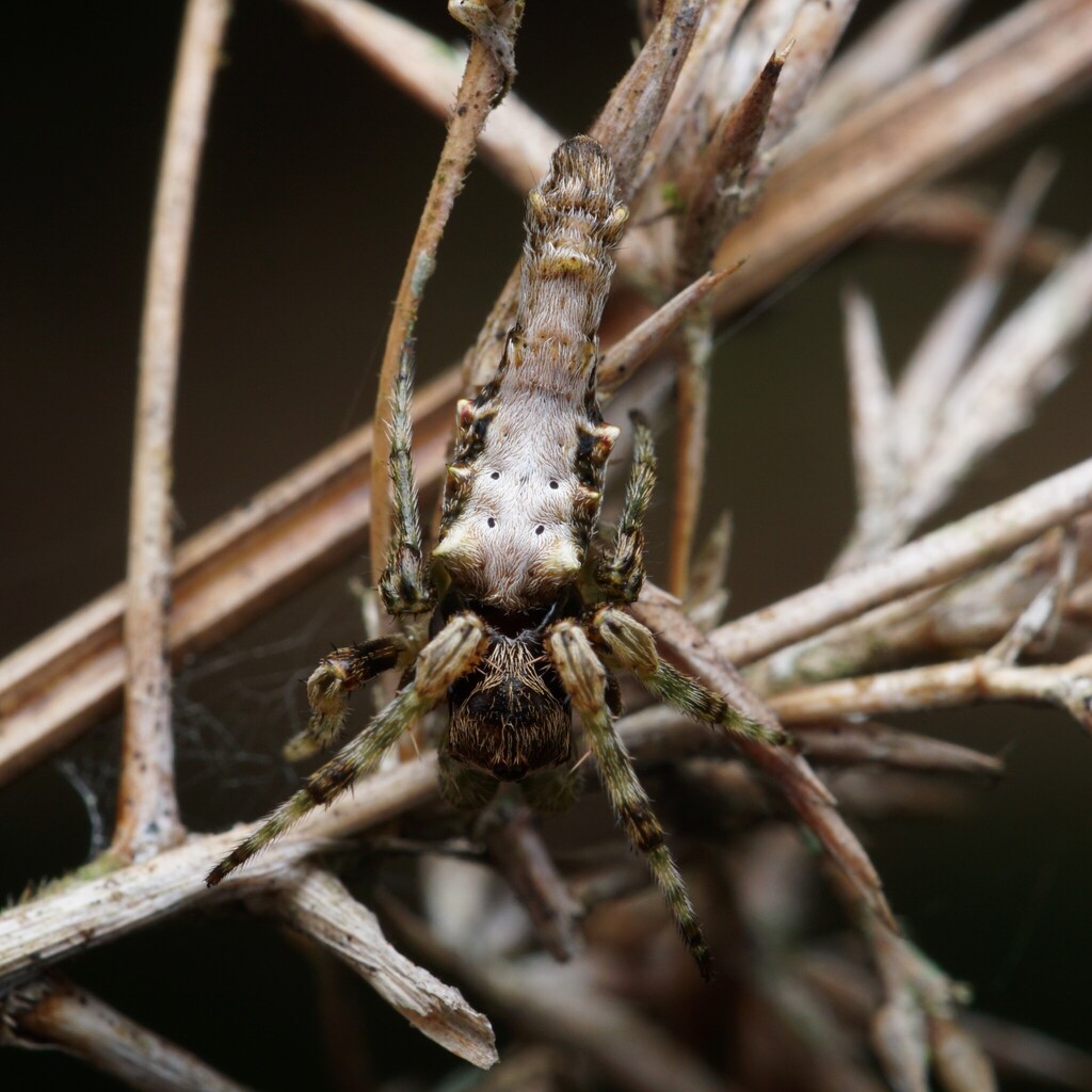 Paraverrucosa neglecta