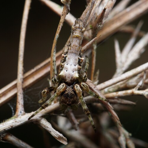 Paraverrucosa neglecta