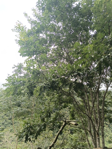 Aroeira