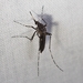 Dark Ricefield Mosquito - Photo (c) Kimberlie Sasan, some rights reserved (CC BY-ND), uploaded by Kimberlie Sasan