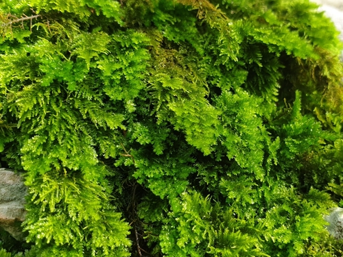Image of Prince-Of-Wales Feather-Moss (Leptodon smithii) by (c) Clément Maouche, some rights reserved (CC BY)