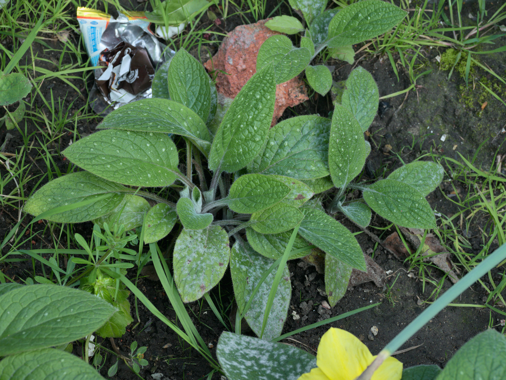 Green Alkanet from Abbey Wood, London, UK on 15 March, 2025 at 10:54 AM ...