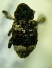 Cryptorhynchus lapathi