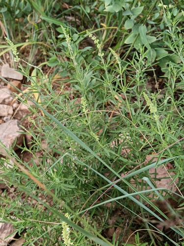 Ocimum angustifolium (Ocimum angustifolium)