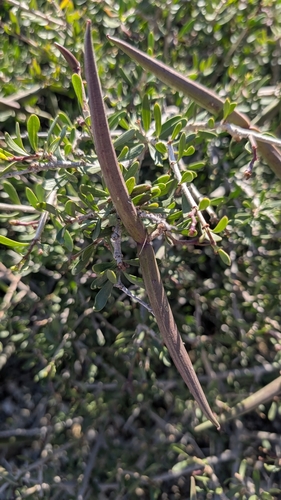 Image of Periploca angustifolia by (c) Fran, some rights reserved (CC BY)