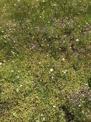 Trifolium cyathiferum