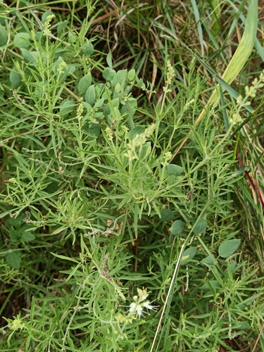 Ocimum angustifolium (Ocimum angustifolium)