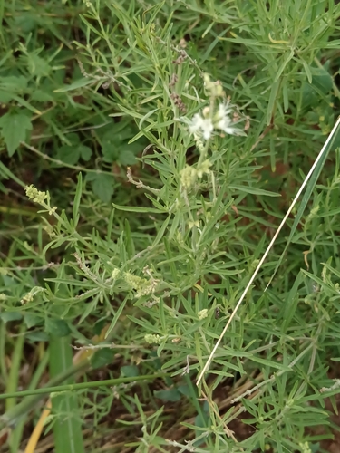 Image of Ocimum angustifolium by (c) Hildegard Klein, some rights reserved (CC BY)
