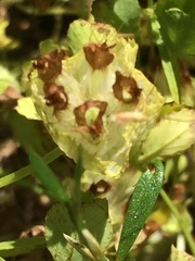 Trifolium cyathiferum