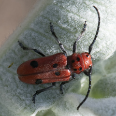 Tetraopes basalis