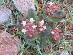 Asclepias jaliscana