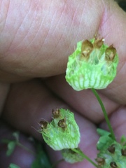 Trifolium cyathiferum