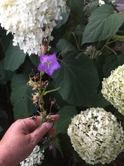 Campanula persicifolia