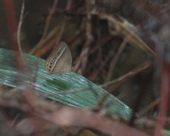 Mycalesis orseis