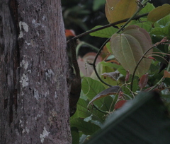 Callosciurus notatus