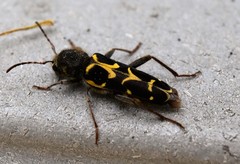 Neoclytus conjunctus