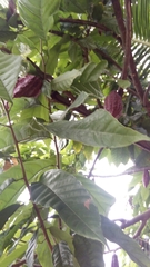 Theobroma cacao