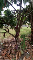 Theobroma cacao