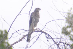 Accipiter cooperii