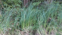 Carex lacustris