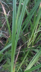 Carex lacustris