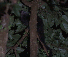 Arctictis binturong