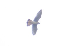 Falco sparverius sparverius