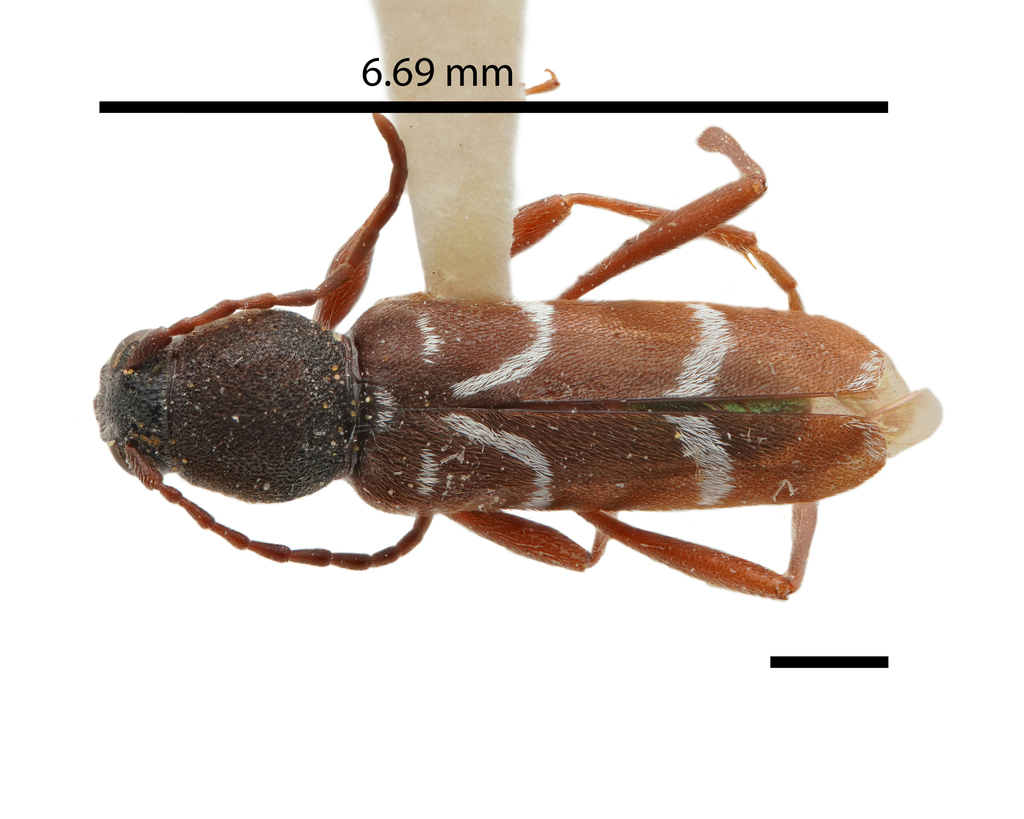 Clytus canadensis