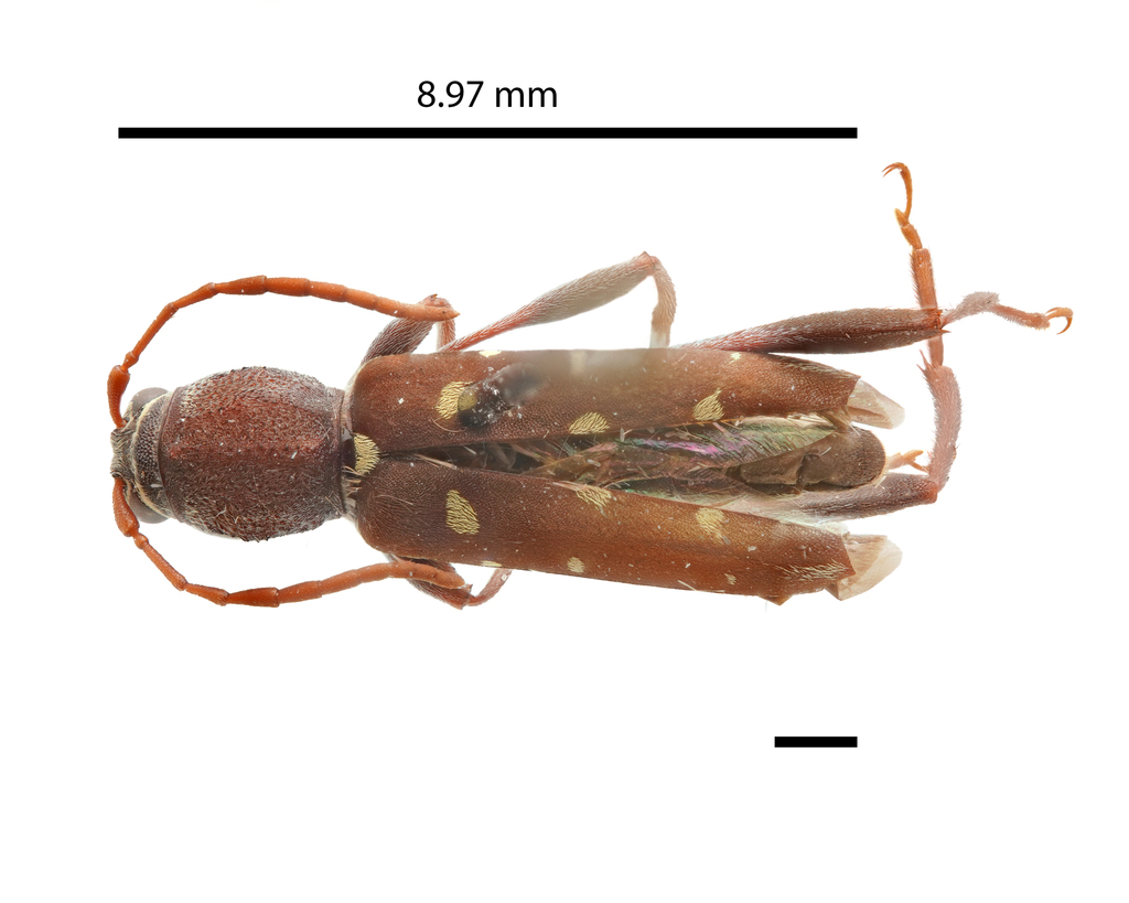 Cotyclytus parumnotatus