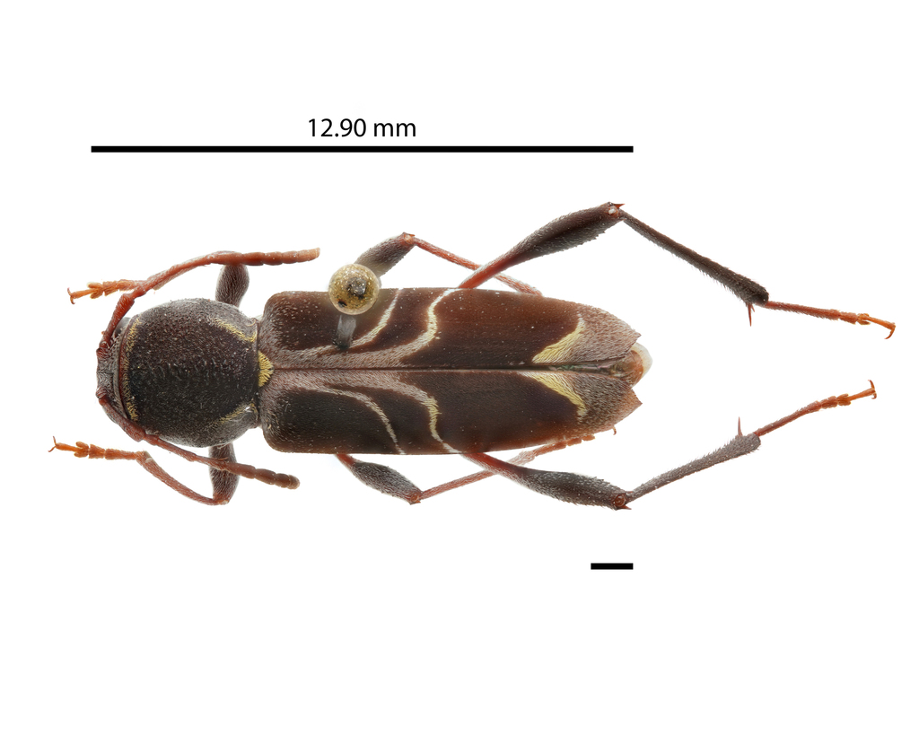 Cotyclytus sobrinus