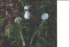 Mycena cinerella