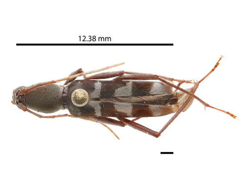 Demonax planatus